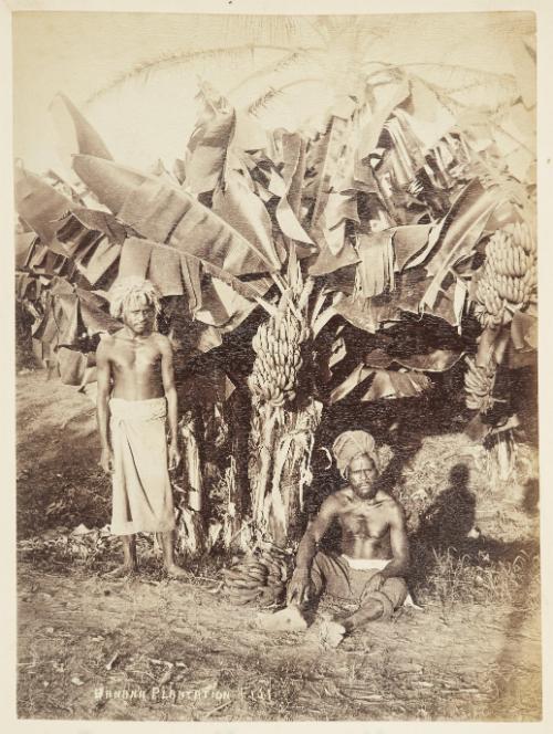 [Banana tree, Fiji]   from Oceanic Album