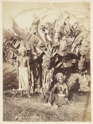 [Banana tree, Fiji]   from Oceanic Album