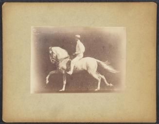 Instantaneous study of a mounted horse at 1/1000 of a second (No.119, gallop; second phase)