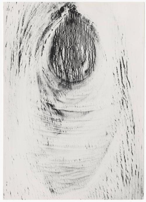 Abstract of Snow on Wood