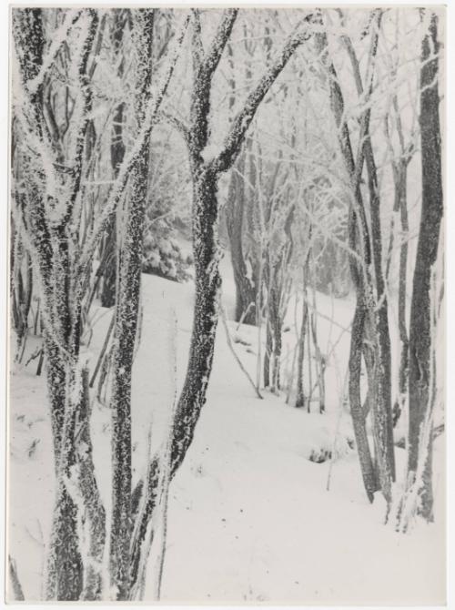 Untitled (Trees in Snow)