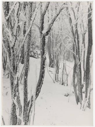 Untitled (Trees in Snow)