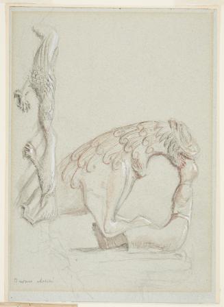 Study of Griffin from San Rufino, Assisi