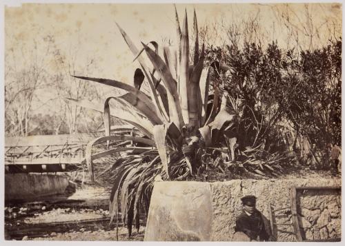 View of Aloes, Menton. 'C.N. Alois à Menton - Vers 1865'