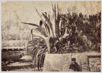View of Aloes, Menton. 'C.N. Alois à Menton - Vers 1865'