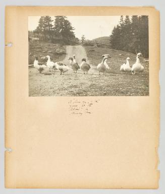 A line up" of the geese at the Petrie's" in Birchy Cove. Page 16 of Newfoundland from Collection of Canadian albums compiled by Edith S. Watson