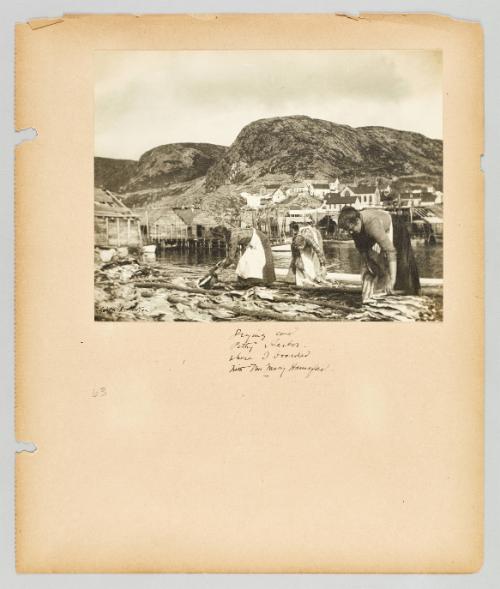 Drying cod, Petty Habor, where I boarded with Mrs. Mary Harmafou. [Page 1 of Newfoundland from Collection of Canadian albums compiled by Edith S. Watson]