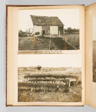 Sweetgrass drying near Pierreville to be made into sweetgrass baskets. Page 2 of The Abenaki; from collection of Canadian albums compiled by Edith S. Watson, 1890s-1930s