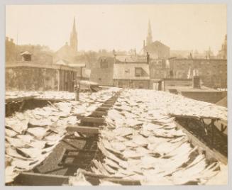 Codfish drying, Halifax, N.S. Photograph from Fish; from collection of Canadian albums compiled by Edith S. Watson, 1890s-1930s