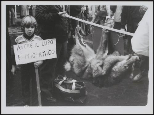 An anti hunting and animal captivity protest. A young boy holds up a placard stating 'The wolf is my friend'. A dead wolf is tied to a pole next to him.