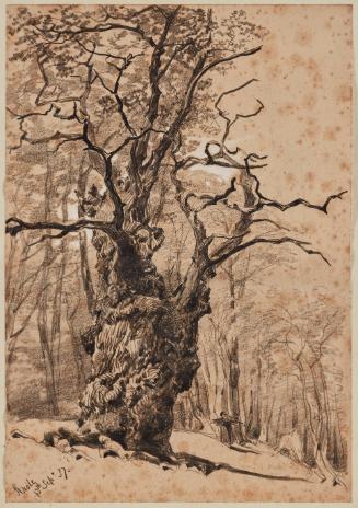 Study of Tree at Knole