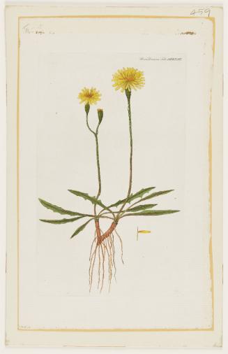Leontodon autumnalis L. var. taraxaci (Sm.)?,  Flora Danica Tab. MDXXIII

