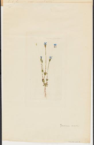 Gentianella tenella (Rottb.) Börner from Flora Danica Tab. CCCXVIII