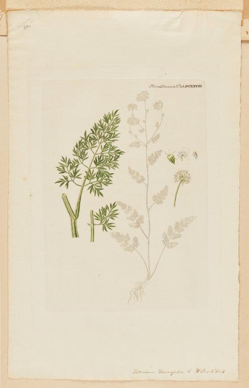 Selinum Carvifolia from Flora Danica Tab. DCLXVII
