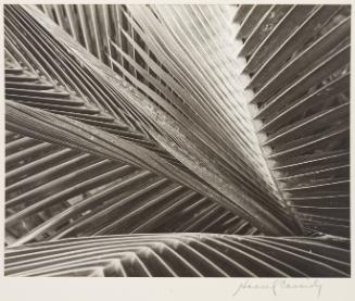 [Criss Cross Perspective of Palm Leaves]