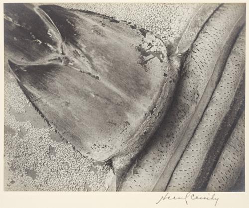 [Abstract Pattern of Stem]