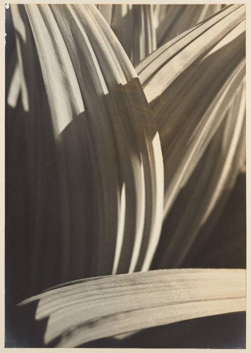 [Abstract Leaf Shapes]