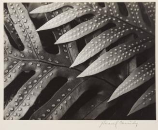 Plant Form Leaves with Circular Protrusion