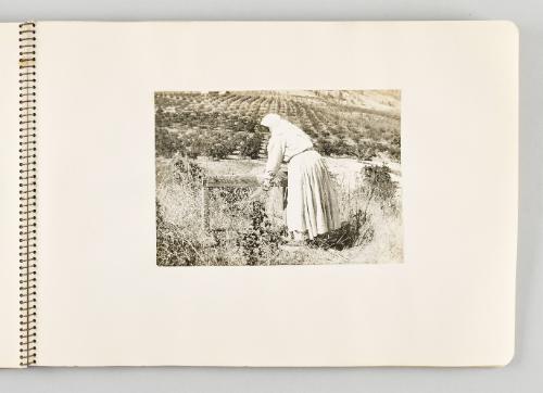 [Woman in cutting crops in field, page 33 of The Doukhobors I album]