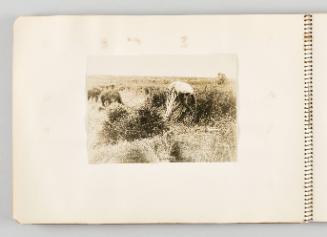 [Woman gathering wildflowers in field, page 26 of The Doukhobors I album]