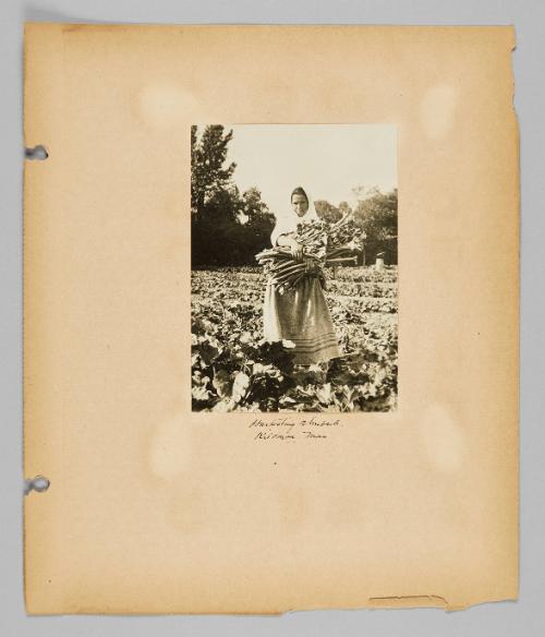 Harvesting rhubarb, Kildonan, Man. [Page 25 of New Canadians album]
