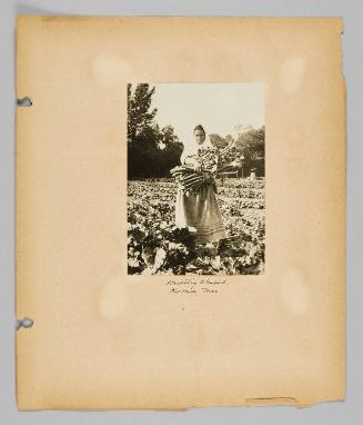 Harvesting rhubarb, Kildonan, Man. [Page 25 of New Canadians album]
