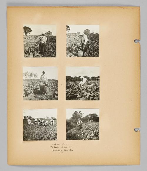 Scenes on a truck farm at Kildonan, Manitoba. [Page 24 of New Canadians album]