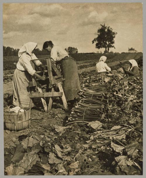 Bunching up rhubarb for market on a Kildonan truck farm
