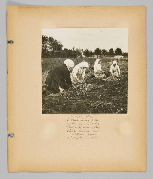 Harvesting onions. The truck farmer of this section puts his entire trust in the labor of these sturdy Galician and Ruthenian women and employs no others [Page 21 of New Canadians album]
