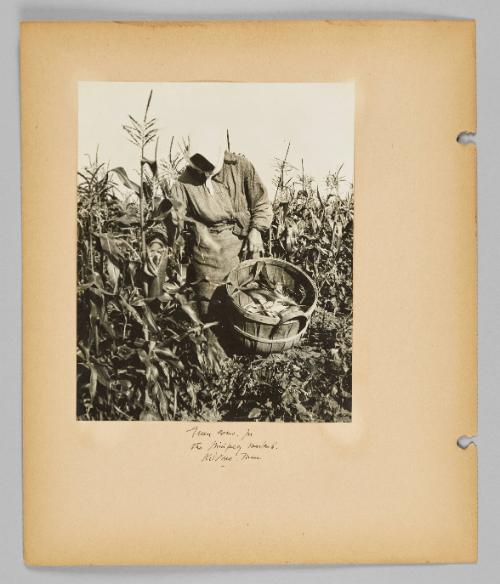 Green corn for the Winnipeg market, Kildona [archaic], Man. [Page 20 of New Canadians album]
