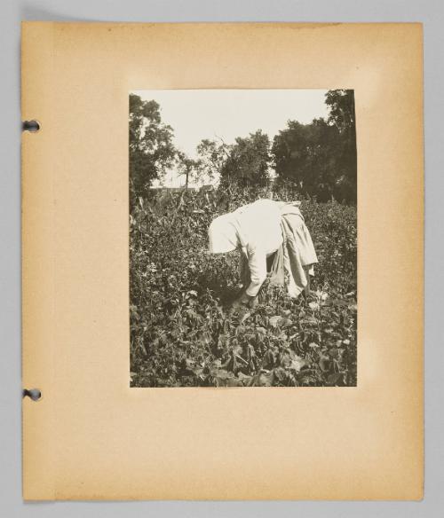 [Woman in headscarf picking crops on farmland] [Page 19 of New Canadians album]
