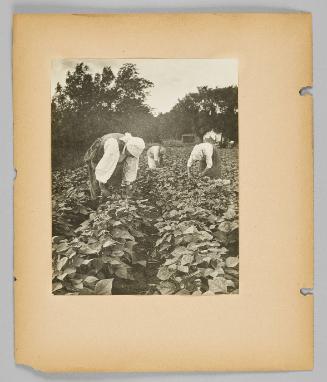 [Three women harvesting cucumbers in the patch] [Page 18 of New Canadians album]
