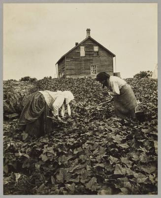 In the cucumber patch, Kildonan truck farm near Winnipeg Man.
