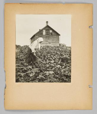 [Woman in headscarf harvesting cucumbers with house in background] [Page 14 of New Canadians album]
