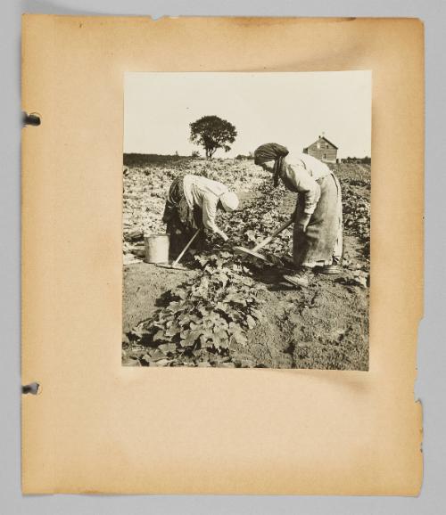 Harvesting cucumbers [Page 13 of New Canadians album]
