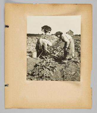 Harvesting cucumbers [Page 13 of New Canadians album]
