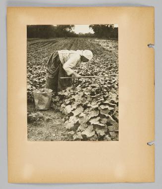 [Woman in headwrap gathering cucumbers in a field] [Page 12 of New Canadians album]
