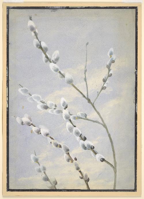 Pussy Willow