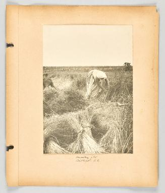 Harvesting flax, Brilliant, B.C [Page 39 of The Doukhobors II album]