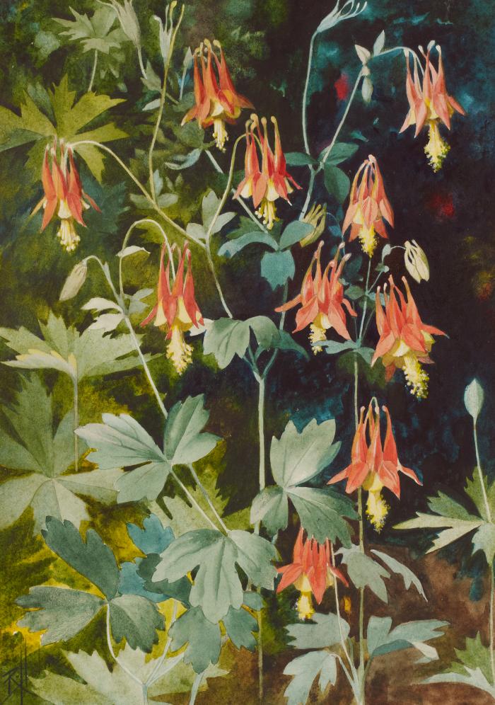 Canada Columbine