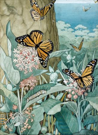 Milkweed