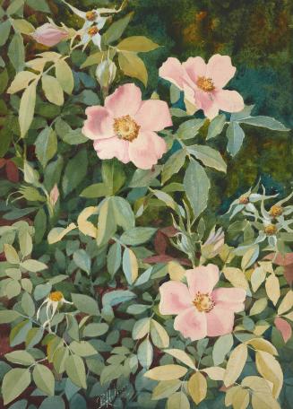 Wild Rose