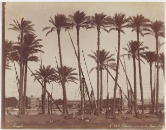 Palmieres[sic] vis a vis[sic] du Kasrel-Nil