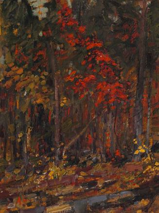 The Little Maple, Algonquin Park