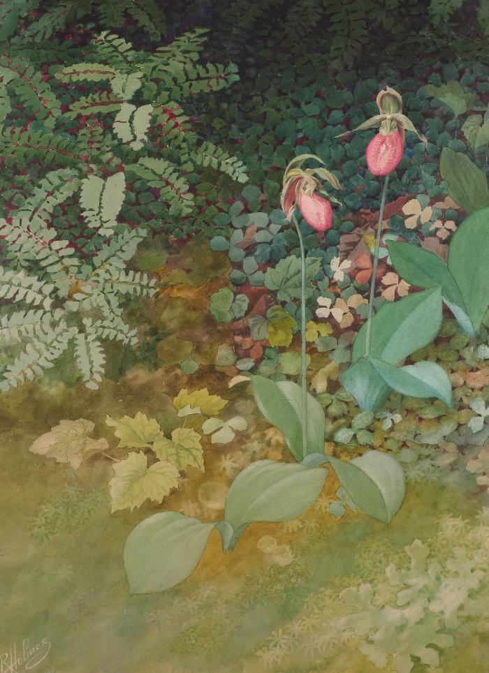 Stemless Lady's Slipper