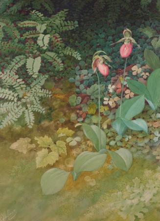 Stemless Lady's Slipper