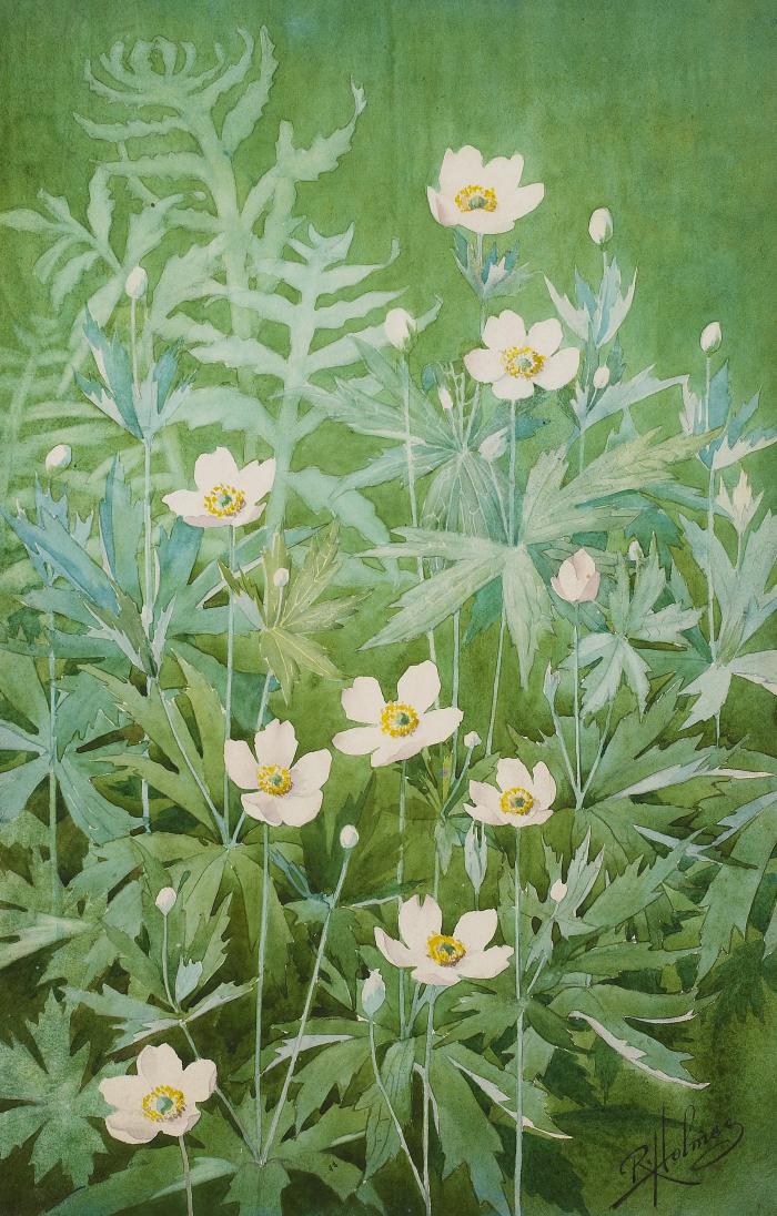 Canada Anemone