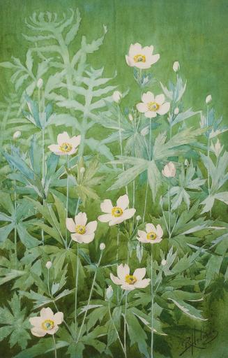 Canada Anemone