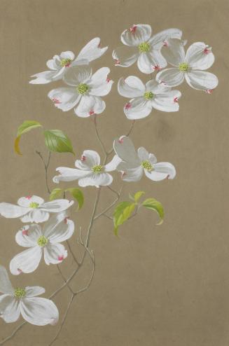 Flowering Dogwood II