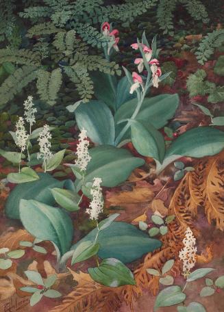 Showy Orchis II